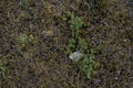 Lifeless background image. Siberian soil. Macro photo