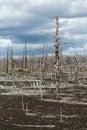 Lifeless desert landscape of Kamchatka: Dead wood (Tolbachik Volcano lava field)