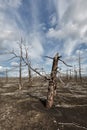 Lifeless desert landscape of Kamchatka: Dead wood (Tolbachik Volcano lava field)