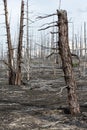 Lifeless desert landscape of Kamchatka: Dead wood (Tolbachik Volcano lava field)