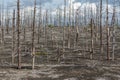 Lifeless desert landscape of Kamchatka: Dead wood (Tolbachik Volcano lava field)