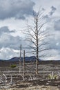 Lifeless desert landscape of Kamchatka Peninsula: Dead wood (Tolbachik Volcano lava field)