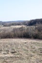 Lifeless gray forest. Early spring