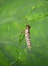 Lifeless shell, exuvia, of a dragonfly larva