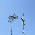 lifeless tree branches vs tree with life