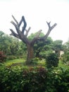 The lifeless tree in the clearing of national park.