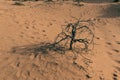 Lifeless tree in the desert sand dunes and dusk. Dead and arid concepts