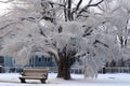 lifeless tree propped up near a park bench in winter