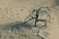 Lifeless tree sits in desert sand in black and white symbolizing death and moody concepts