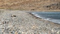 A lifeless turtle, stranded on a desolate Greek pebble beach, serves as a poignant reminder of the fragility of marine life in the