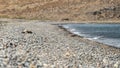 A lifeless turtle, stranded on a desolate Greek pebble beach, serves as a poignant reminder of the fragility of marine life in the Royalty Free Stock Photo