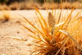 lifeless yellow plans in dry field cause by extreme hot heatwaves summer, drought natural disaster