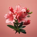 Lifelike Azalea: Micro Photograph Style Pink Flower On Solid Background