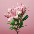 Lifelike Azalea: Realistic Still Life Of Pink Lily Tree On Solid Background