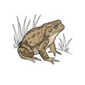 Lifelike Common Toad Among Natural Vegetation Royalty Free Stock Photo