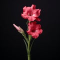 Lifelike Gladiolus A Micro Photograph In Sacha Goldberger Style Royalty Free Stock Photo