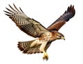 Realistic depiction of a red-tailed hawk in flight, with wings outstretched, against a white backdrop