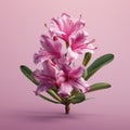 Lifelike Pink Rhododendron Illustration On Solid Background