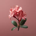 Lifelike Rhododendron: Photorealistic Surrealism On Solid Background