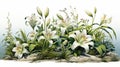 Lifelike White Lily Landscape Illustration With Elaborate Borders
