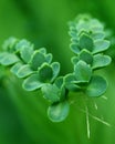 Lifeplant - Bryophyllum Royalty Free Stock Photo