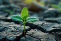 Lifes perseverance Green plant emerges through cracks in rocky terrain