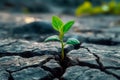 Lifes perseverance Green plant emerges through cracks in rocky terrain