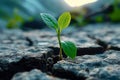 Lifes perseverance Green plant emerges through cracks in rocky terrain