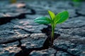 Lifes perseverance Green plant emerges through cracks in rocky terrain