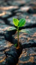 Lifes perseverance Green plant emerges through cracks in rocky terrain