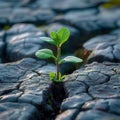 Lifes perseverance Green plant emerges through cracks in rocky terrain