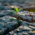 Lifes perseverance Green plant emerges through cracks in rocky terrain