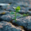 Lifes perseverance Green plant emerges through cracks in rocky terrain