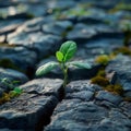 Lifes perseverance Green plant emerges through cracks in rocky terrain