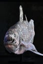 Lifesize realistic reconstruction of the fish coelacanth, Latimeria chalumnae