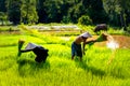 Lifestyle of Asian concept. Farmers farming on meadow terraces. Farmers shaking the soil from the seedlings of jasmine rice. The Royalty Free Stock Photo