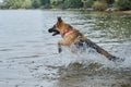 Lifestyle concept, Happy dog emotions. Wet dog plays in lake in summer. German Shepherd quickly runs into water and spray flies in Royalty Free Stock Photo