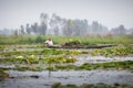 Lifestyle in Dal lake, local people use `Shikara`, a small boat Royalty Free Stock Photo