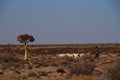 Lifestyle Namaqualand Northern Cape Province South Africa