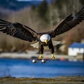 lifestyle photo bald eagle attacks drone