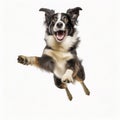 lifestyle photo Dog jumping in the air on white background Royalty Free Stock Photo