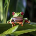 lifestyle photo small green frog with red eyes - AI MidJourney