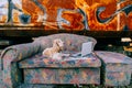 Lifestyle portrait of lovely senior cocker spaniel dog lying on old couch in front of laptop with rusty metal graffiti wall on