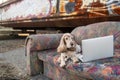 Lifestyle portrait of lovely senior cocker spaniel dog lying on old couch in front of laptop with rusty metal graffiti wall on