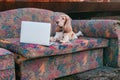 Lifestyle portrait of lovely senior cocker spaniel dog lying on old couch in front of laptop with rusty metal graffiti wall on