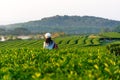 Lifestyle traveler women happy feeling good relax and freedom on the natural tea farm in the sunrise morning, Royalty Free Stock Photo