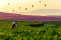 Lifestyle traveler women take a photo fire balloon on the nature tea and cosmos farm in the sunrise Royalty Free Stock Photo