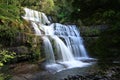 liffey falls waterfall in tasmania in australia Royalty Free Stock Photo