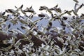 Lift Off Hunderds of Snow Geese Taking Off Flying Royalty Free Stock Photo