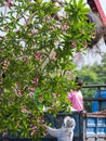 Lift Plumeria up The Truck